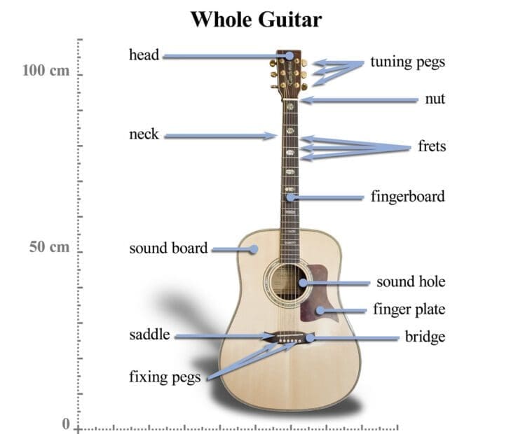 Parts of The Acoustic Guitar Diagram